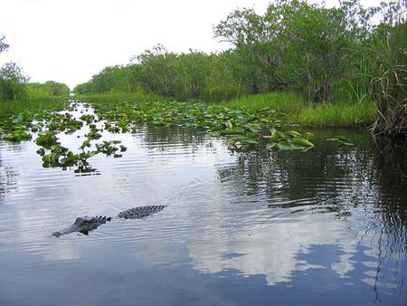 miami-everglades